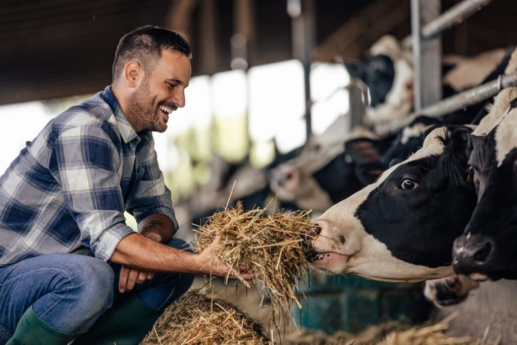 Adult man, giving the cows food, by hand.